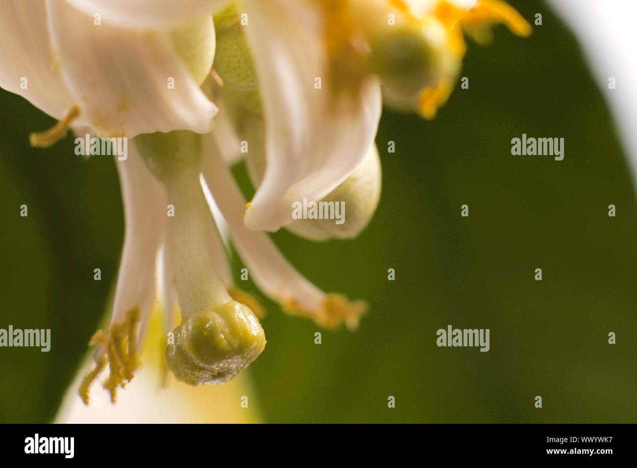 blossoming lemon tree isolated on the white background Stock Photo - Alamy