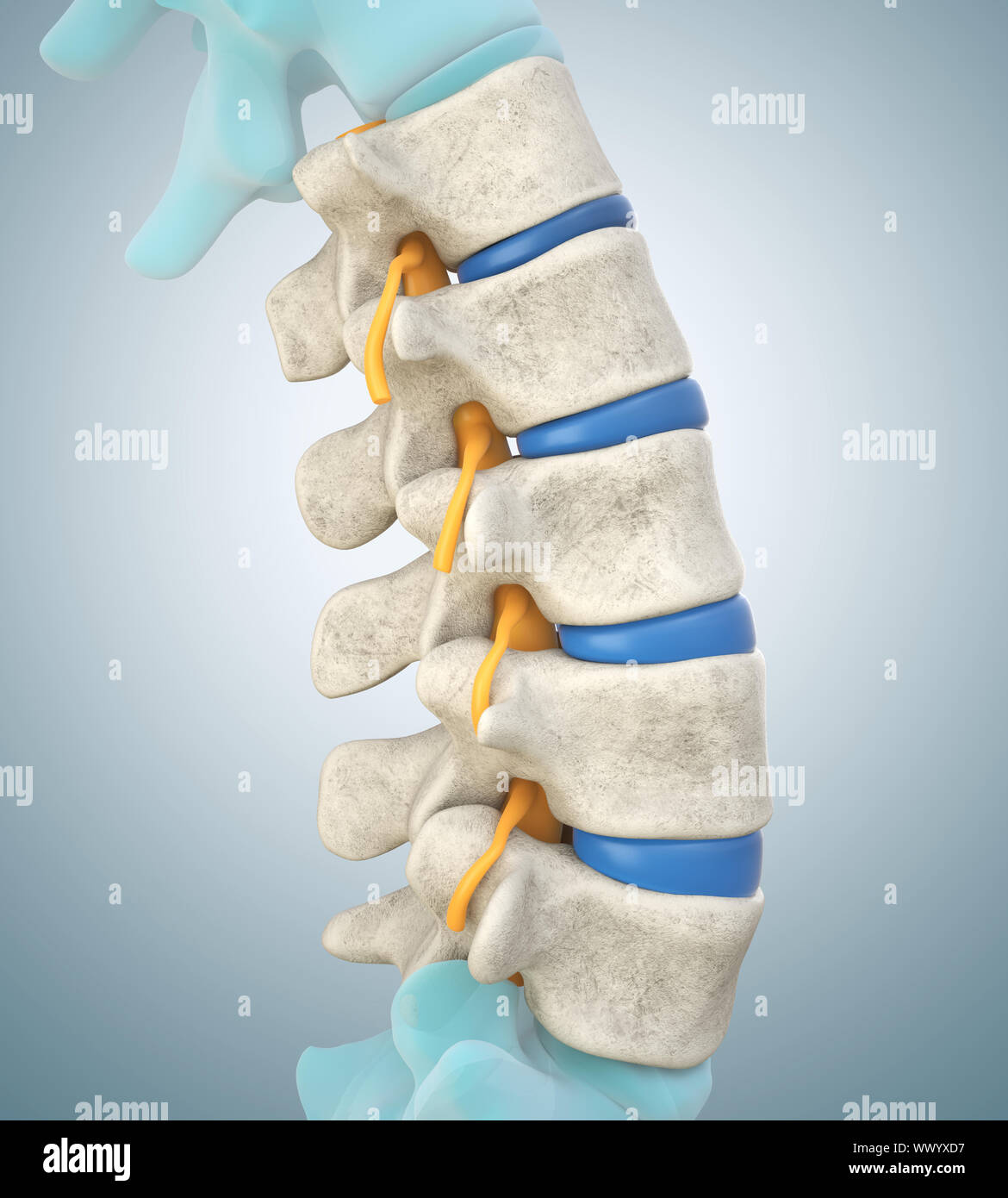Human lumbar spine model demonstrating normal discs. 3D illustration Stock Photo