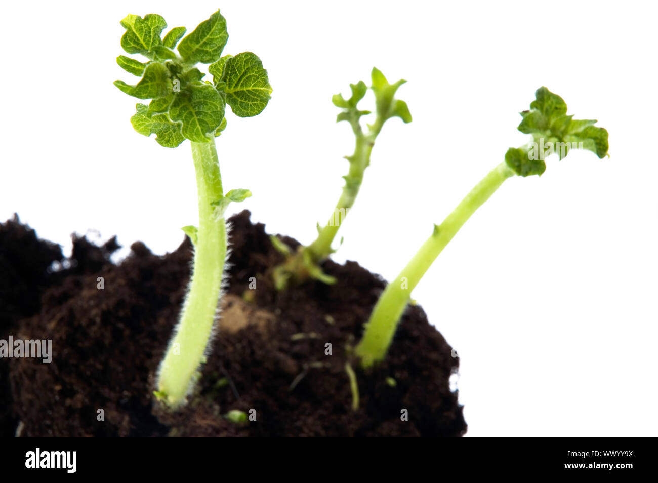 growing baby plant. potato Stock Photo Alamy