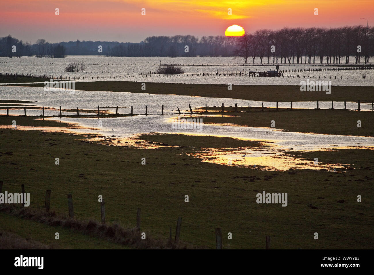 nature conversation area Bislicher Insel at high watermark, wetlands in  sunset, Wesel, Germany Stock Photo - Alamy