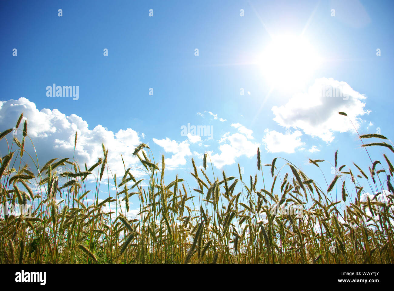 Wheat ears against the blue sky Stock Photo - Alamy