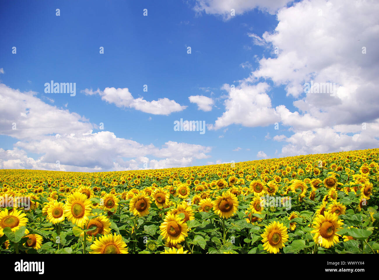 sunflower field over blue sky Stock Photo - Alamy