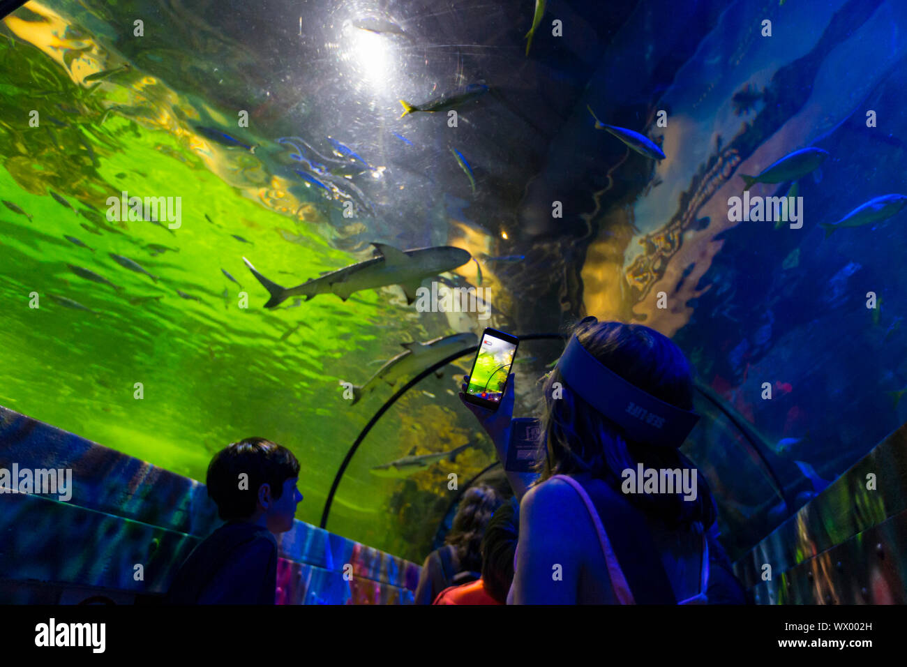 Sea life Brighton centre aquarium, walk through ocean tunnel, east sussex, uk Stock Photo