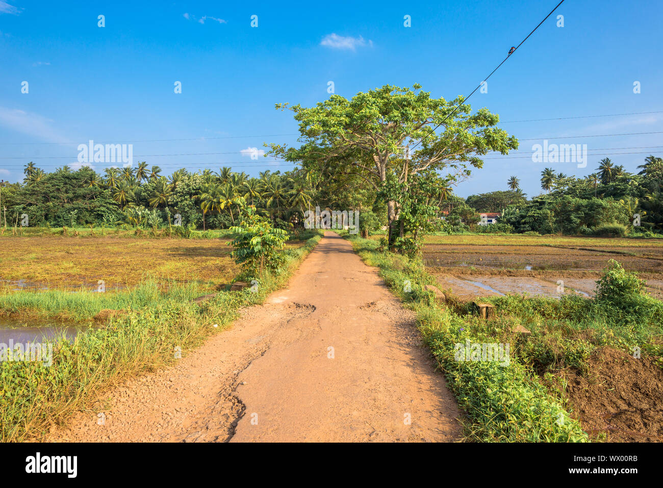 Paddy fields in the countryside in the southern province of Sri Lanka Stock Photo
