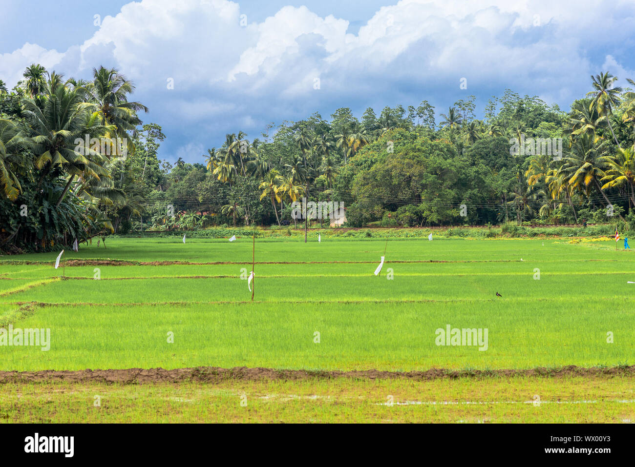 Agriculture and rice cultivation in Mirissa in the south of Sri Lanka Stock Photo