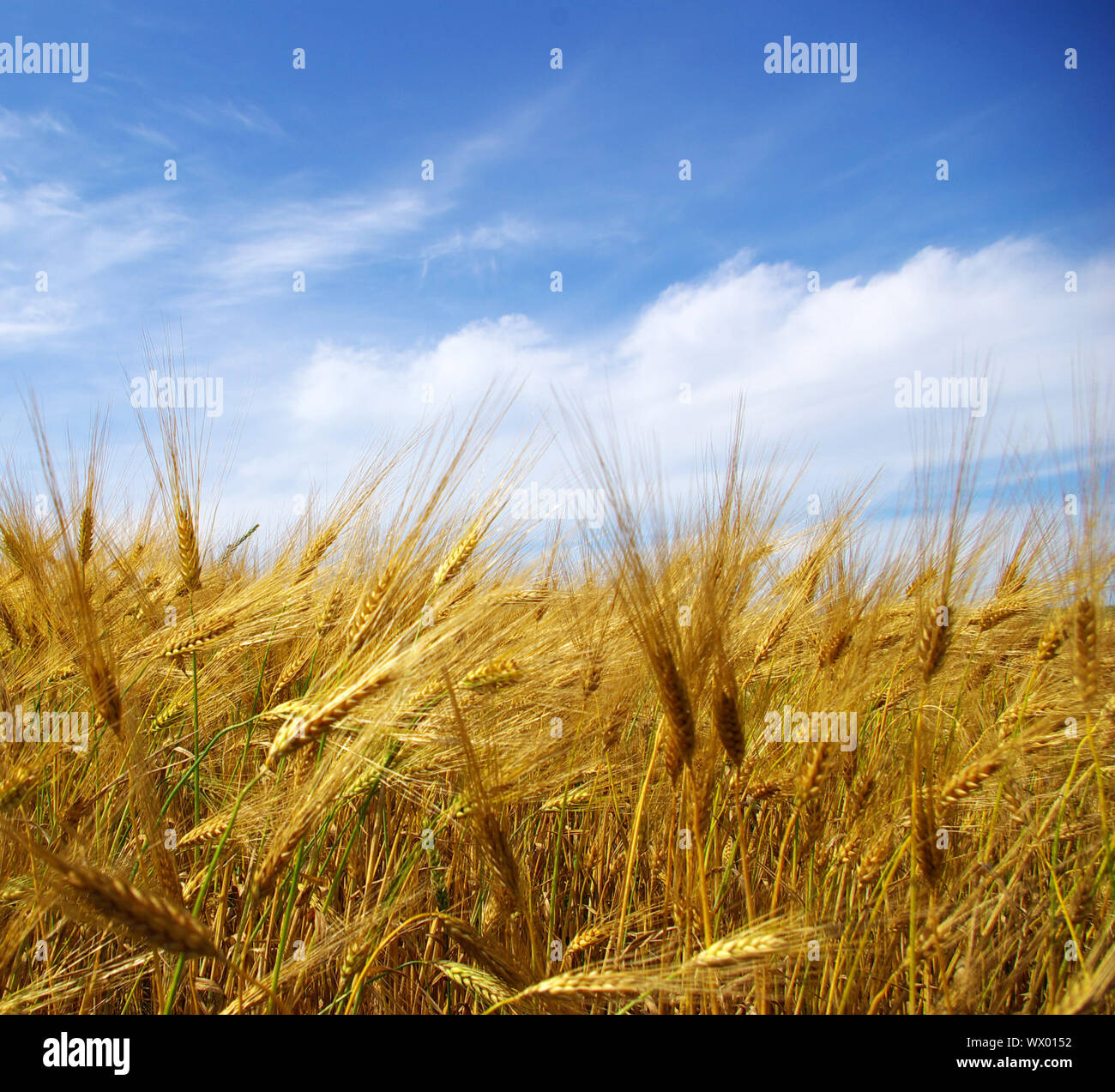Wheat ears against the blue sky Stock Photo - Alamy