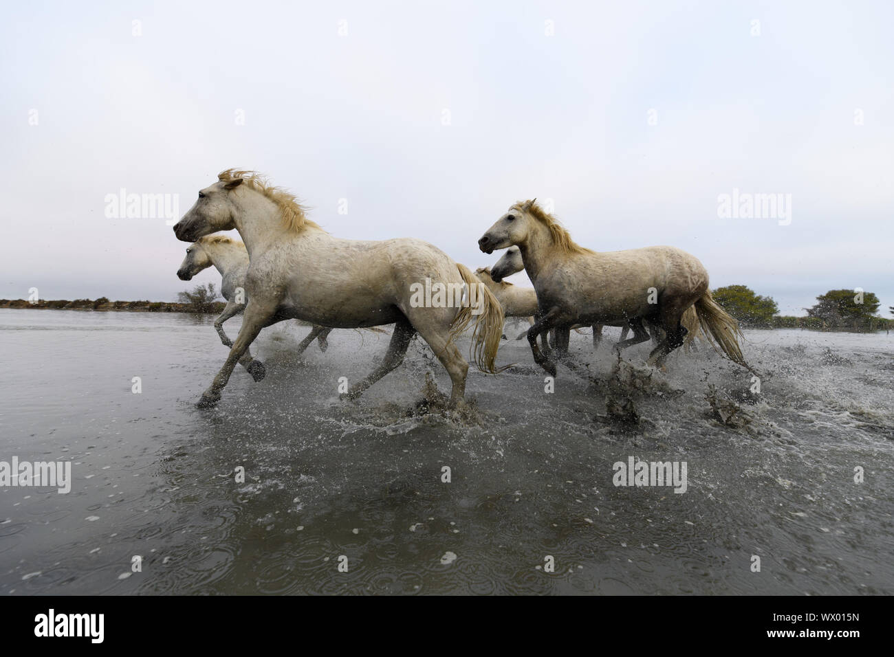 Camargue Horses on the beach Stock Photo