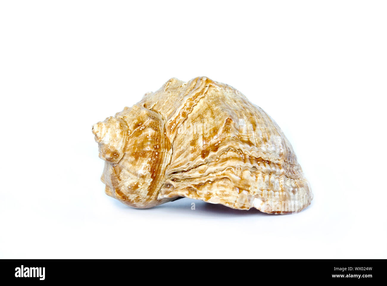 Seashell isolated on white background Stock Photo - Alamy
