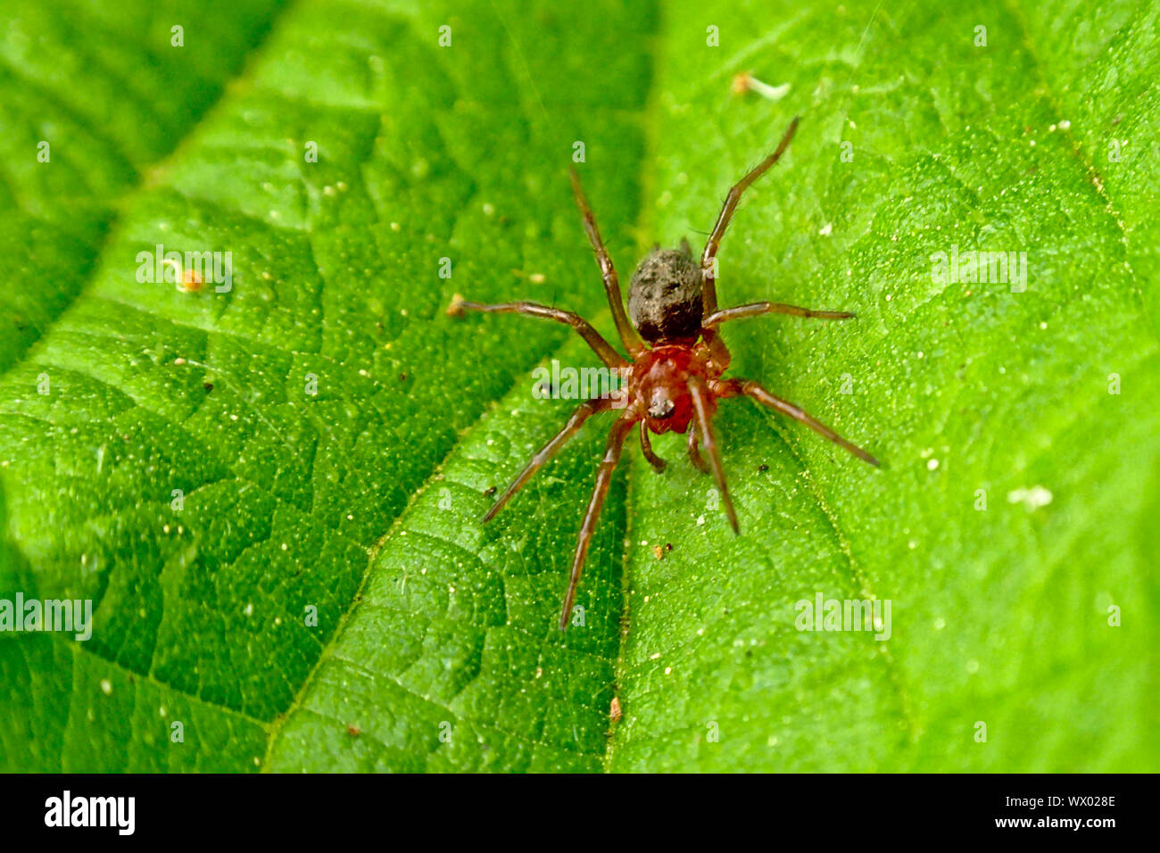 Tiny red spider sitting on a on a fresh green leaf, selective focus Stock Photo