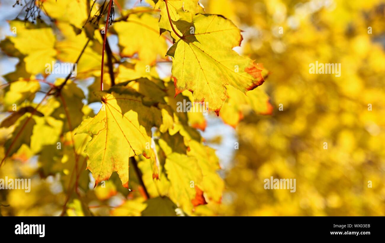 Beautiful colorful autumn leaves on tree. Colorful nature background and concept for autumn ...