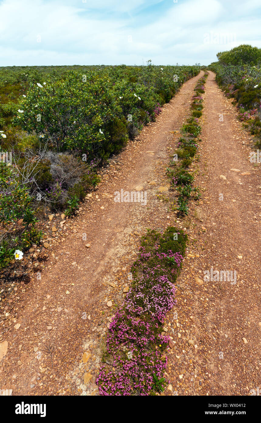 Dirty road and big white azalea wild flowers on the sides Stock Photo ...