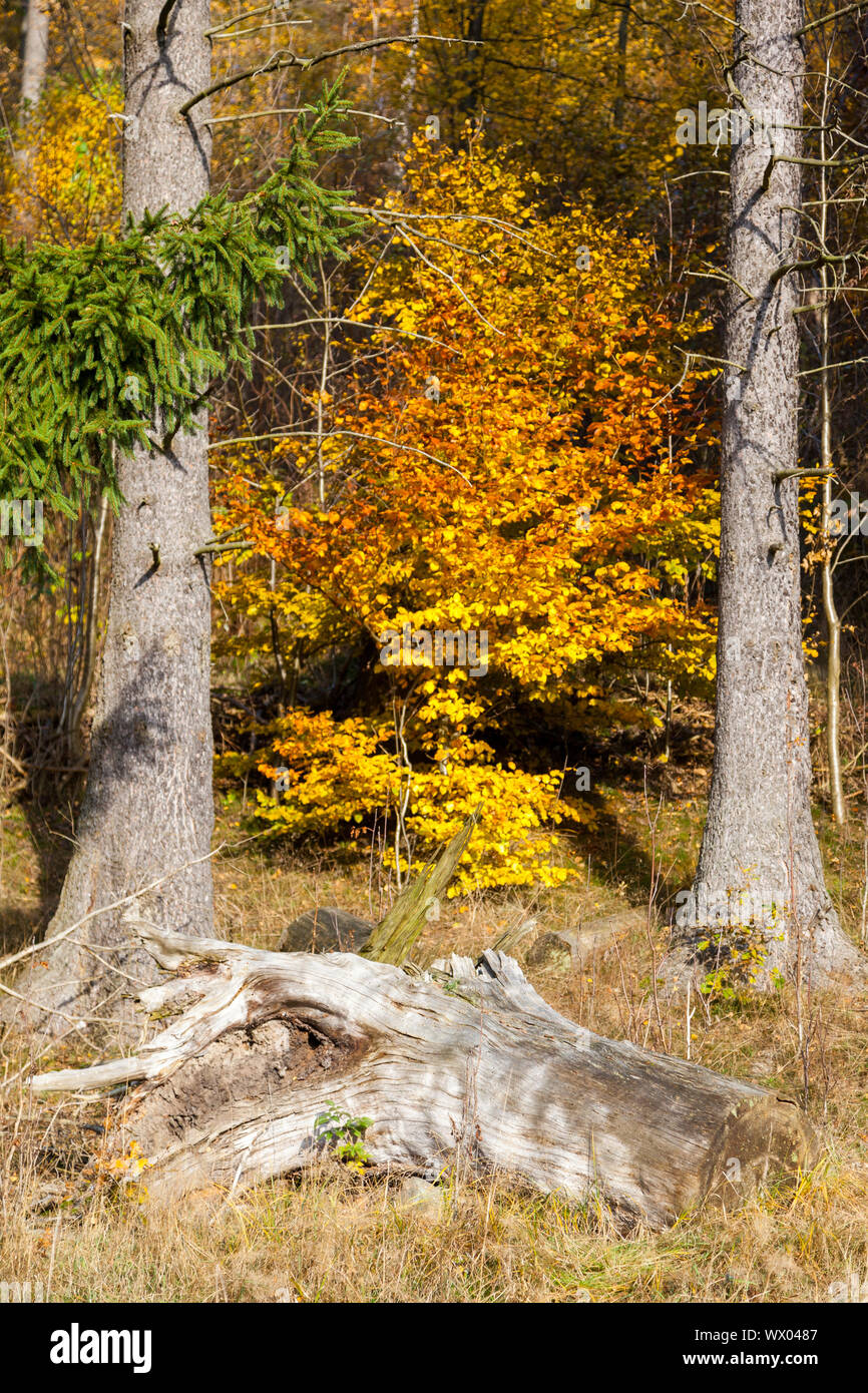 Autumn impressions from the Selketal ascent in the Harz Mountains Stock Photo