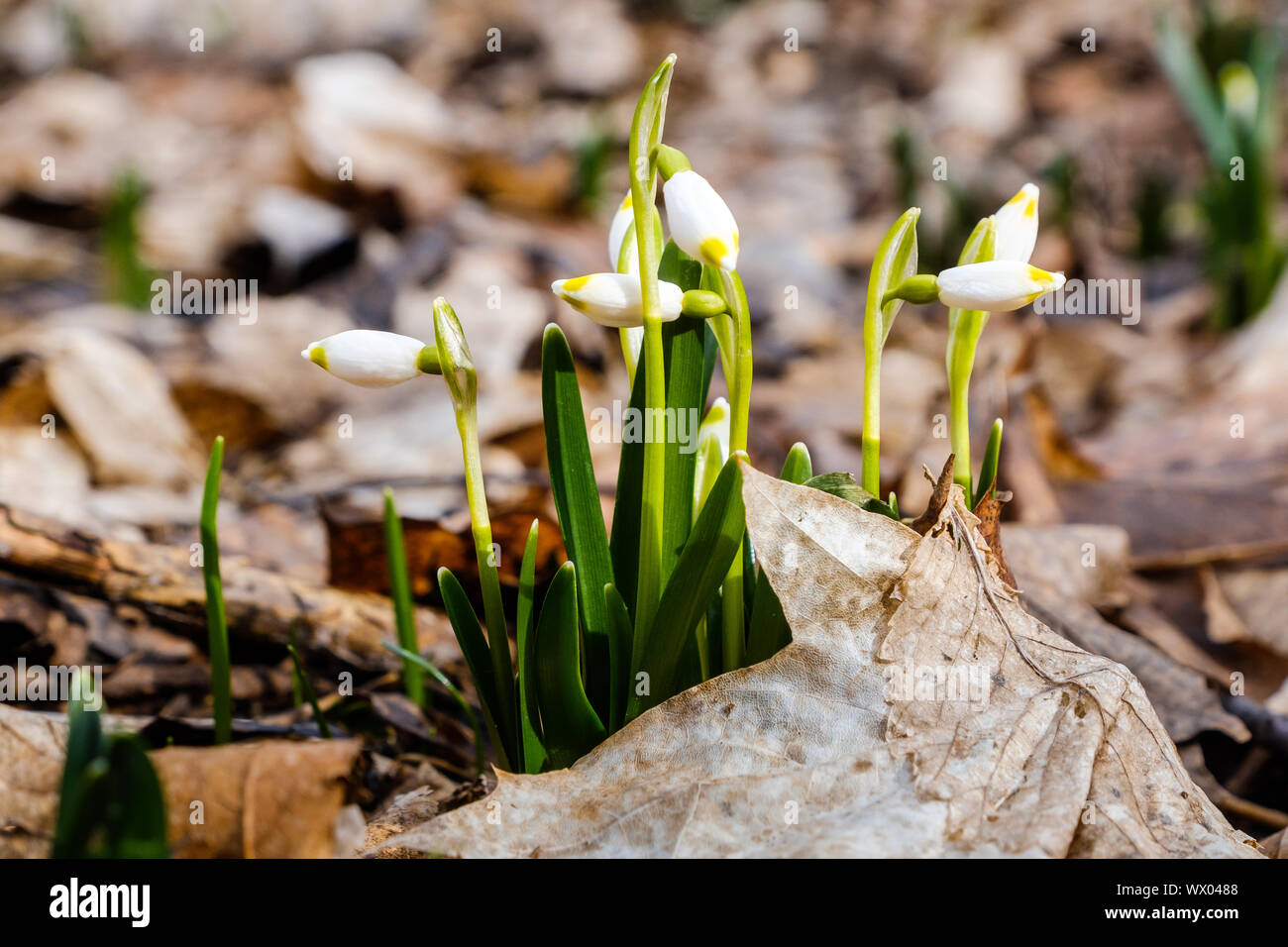 First early bloomers in spring march cup stock photo alamy