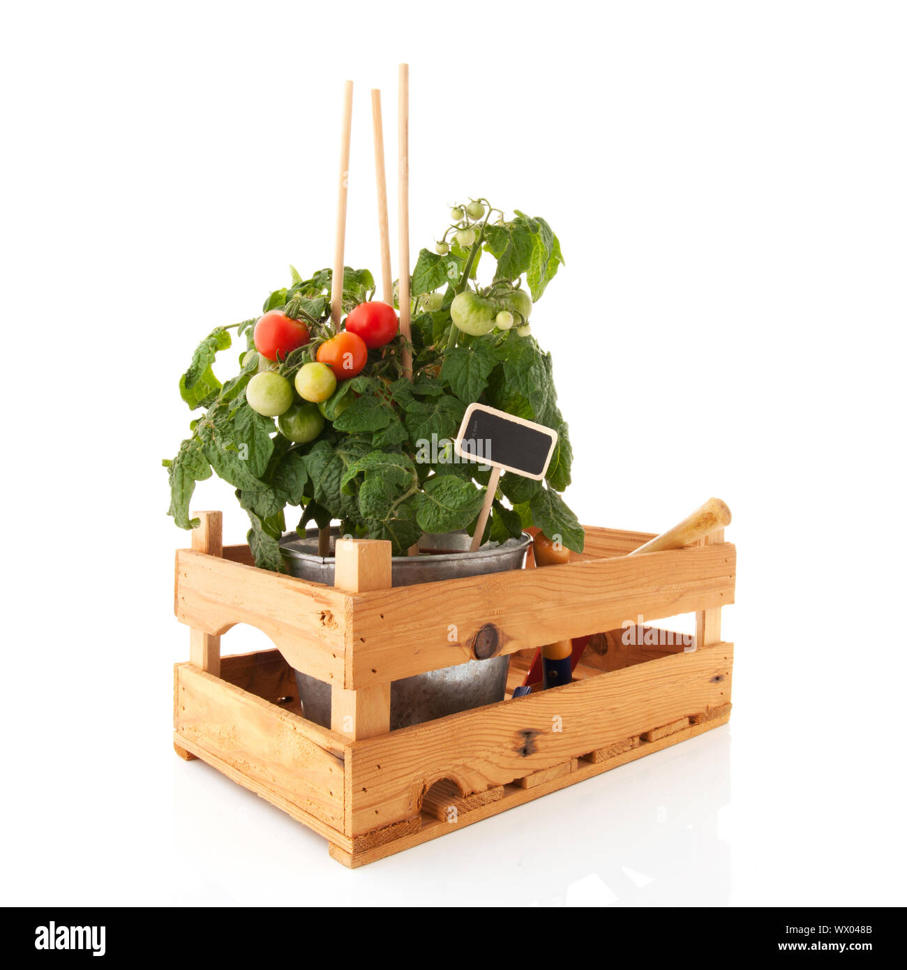 Plant with cherry tomatoes in wooden crate Stock Photo Alamy