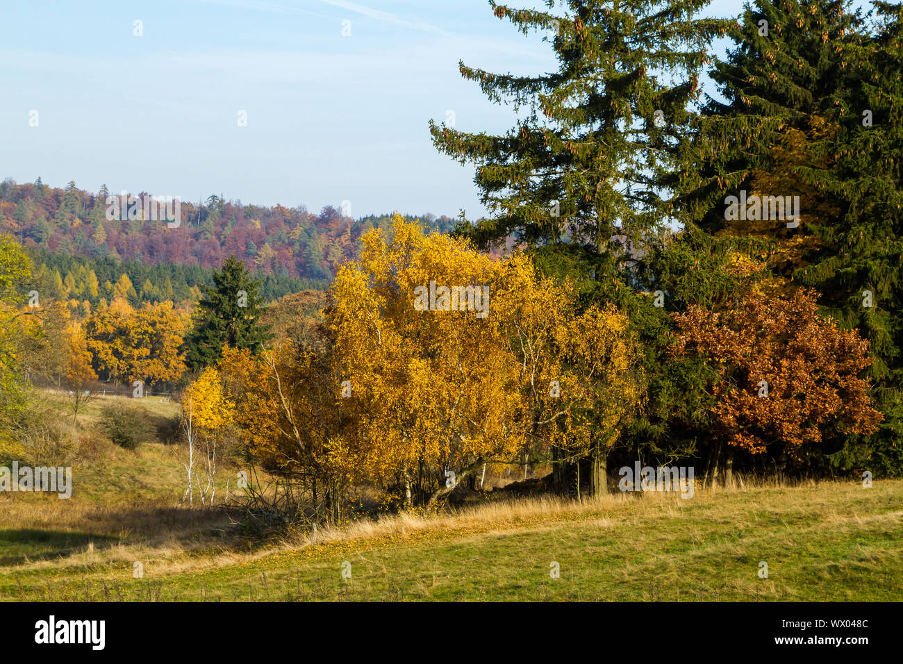 Group trees hi-res stock photography and images - Alamy