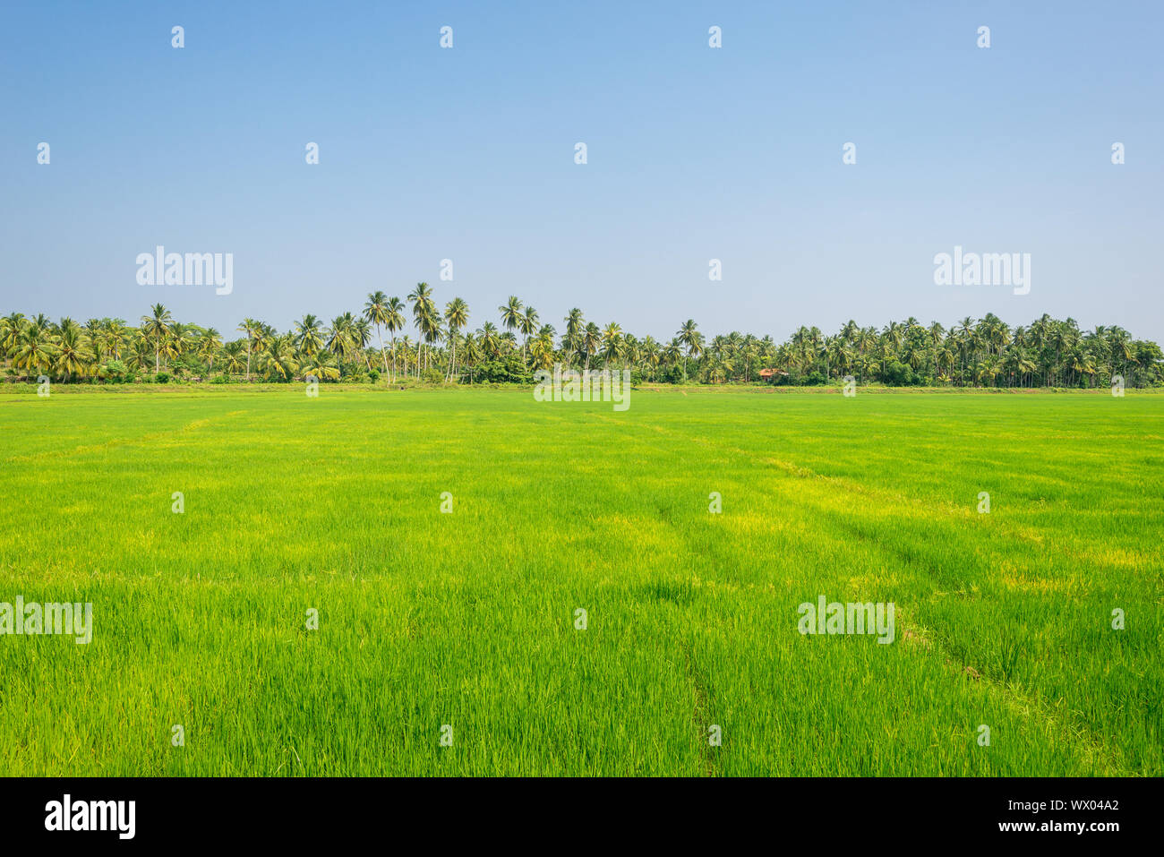 Big plain with paddy fields upcountry in the southern Province Sri Lanka Stock Photo