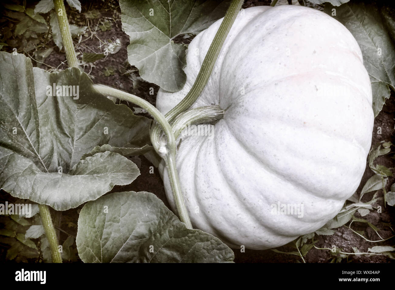 Pumpkin grows in the garden among green leaves Stock Photo - Alamy