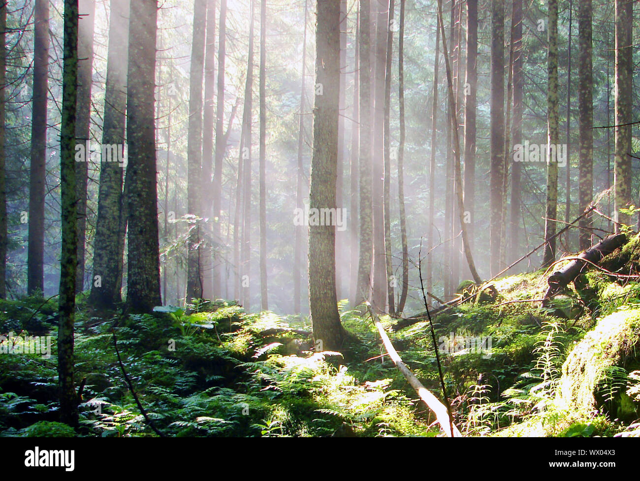 a breathtaking view as the sun shines through the forest on a misty day ...