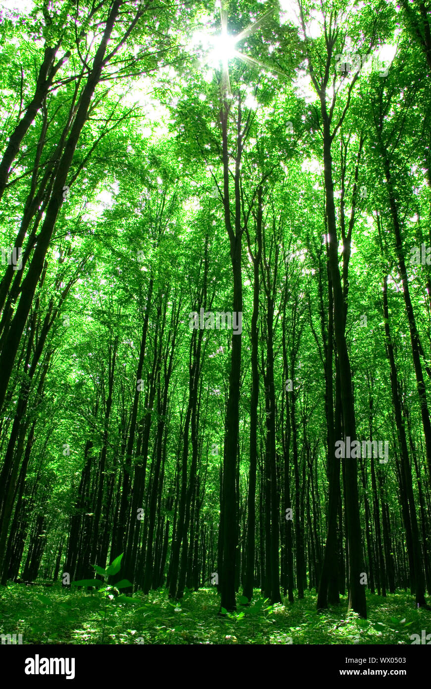 Early morning sun in the forest Stock Photo - Alamy