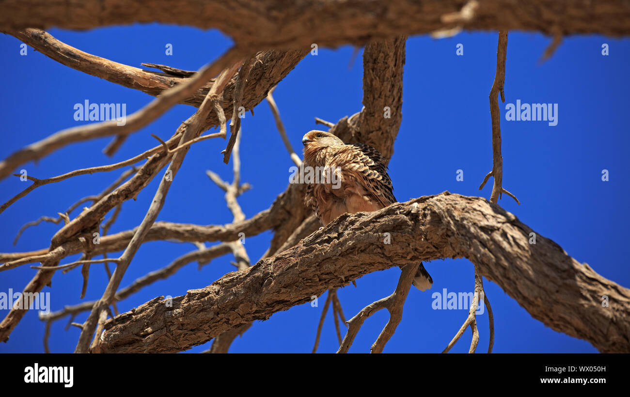 Falco rupicoloides hires stock photography and images Alamy