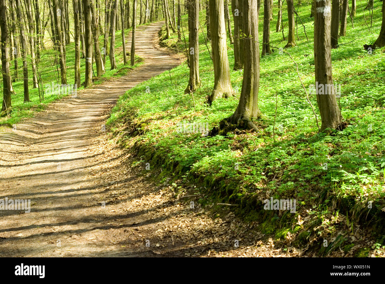 green forest background in sunny day Stock Photo - Alamy