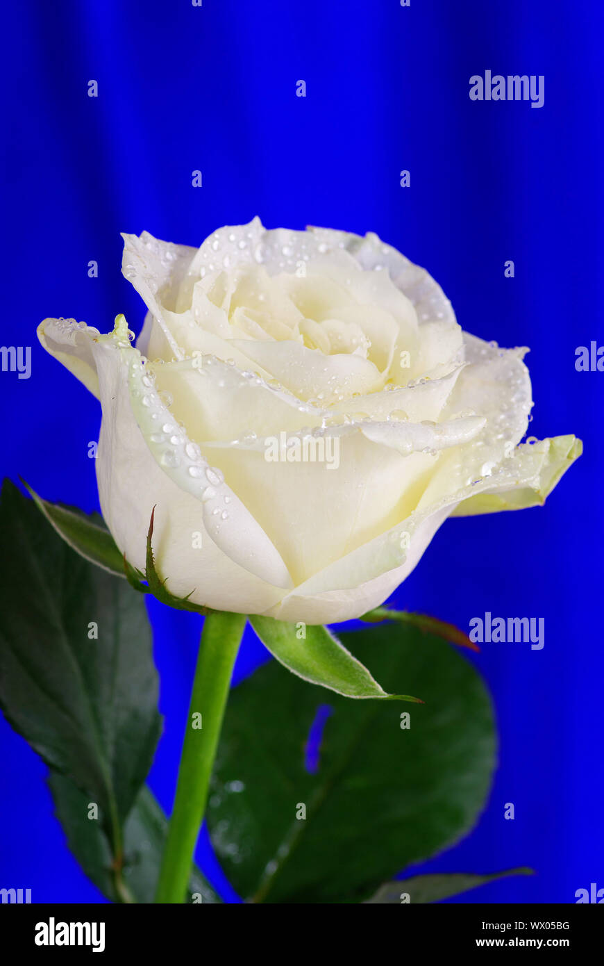 white rose is isolated on a blue background Stock Photo - Alamy