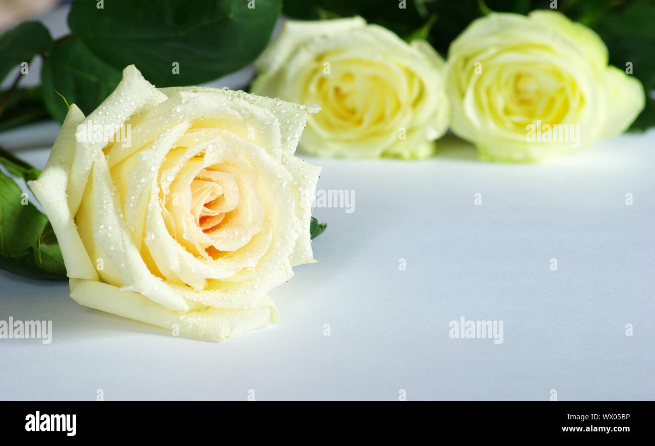 A white rose is isolated on a silver background Stock Photo - Alamy