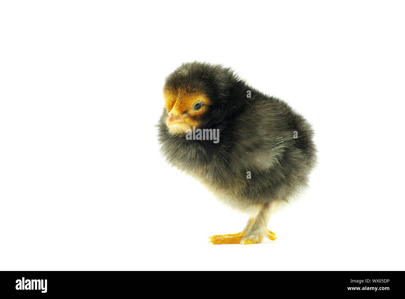 Cute little baby chicken isolated on white background Stock Photo - Alamy