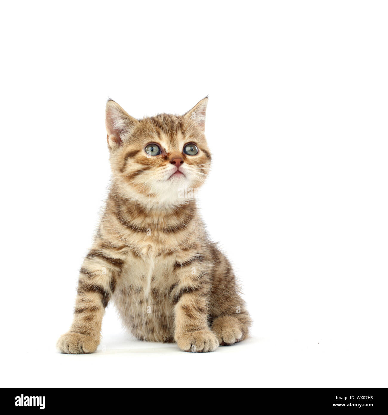 cat isolated on white background Stock Photo - Alamy
