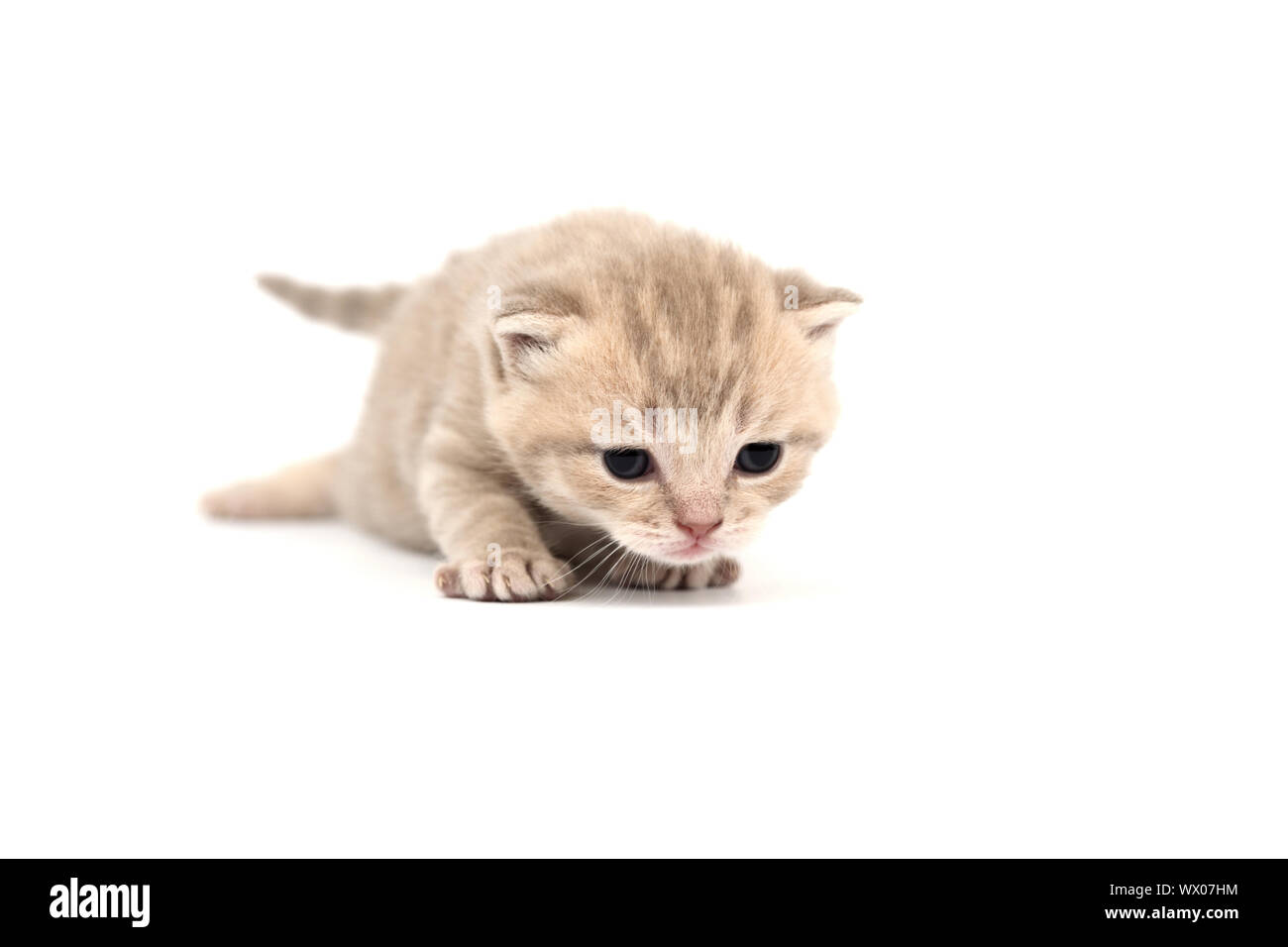 cat isolated on white background Stock Photo - Alamy