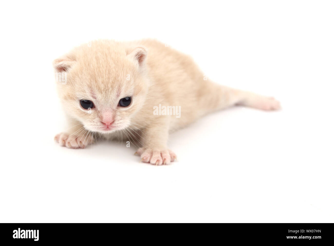 cat isolated on white background Stock Photo - Alamy