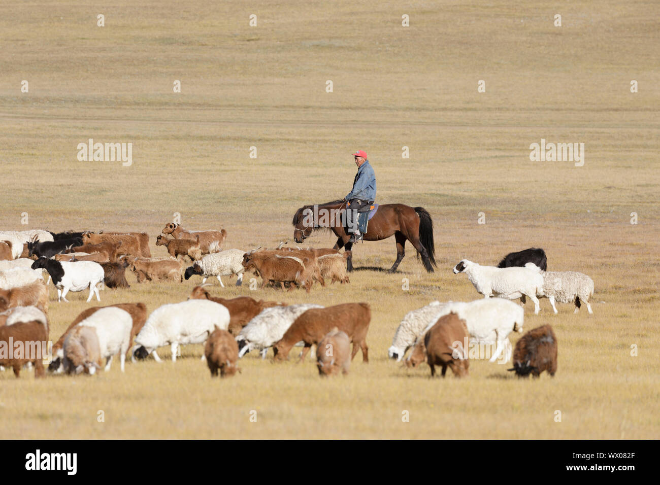A Mongolian herder in the Steppe of Mongolia, Central Asia, Asia Stock Photo