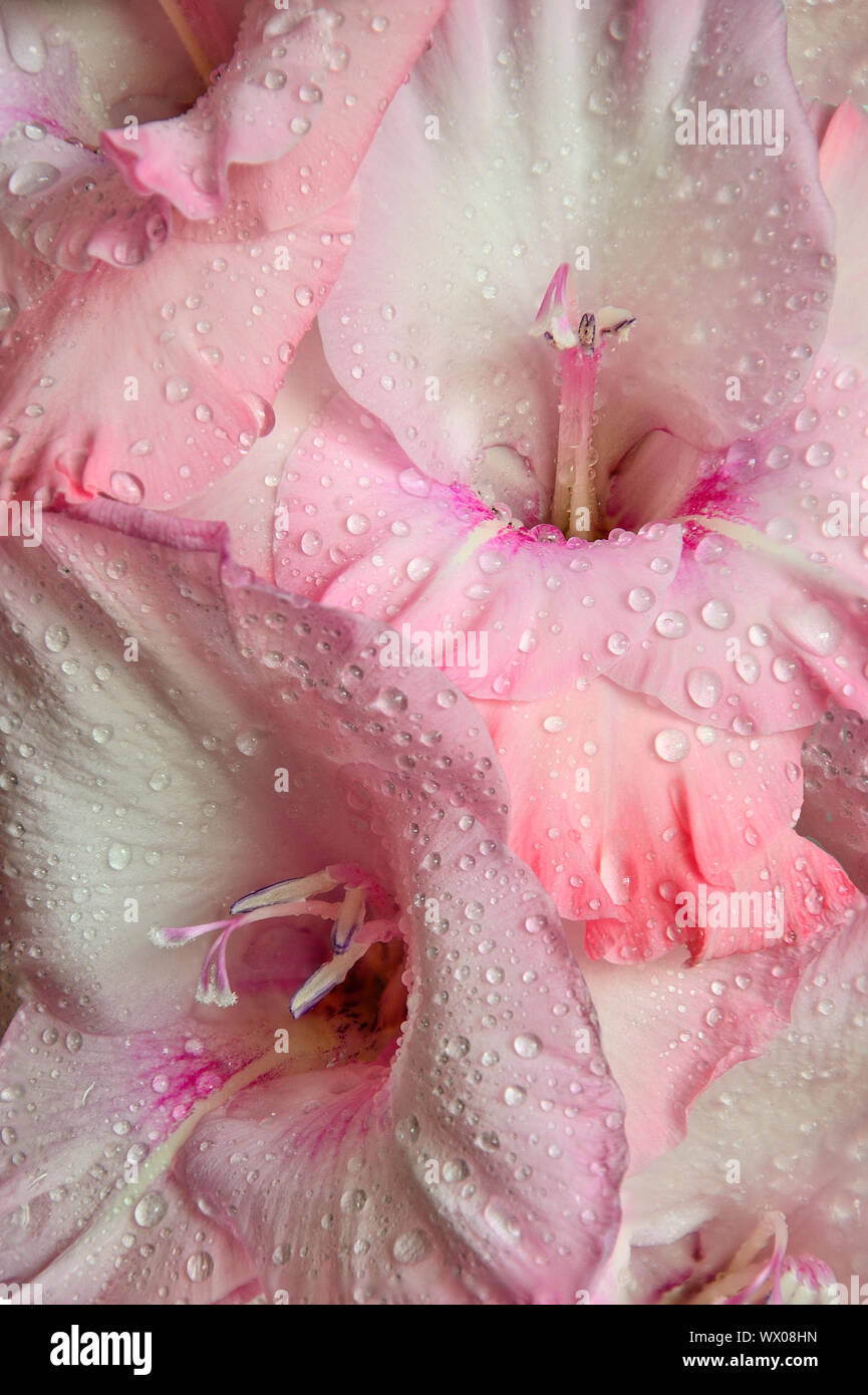 Delicate floral background - pink gladiolus flowers with water drops. Macro shot of beautiful gentle flowers with wet petals from morning dew. Beauty Stock Photo