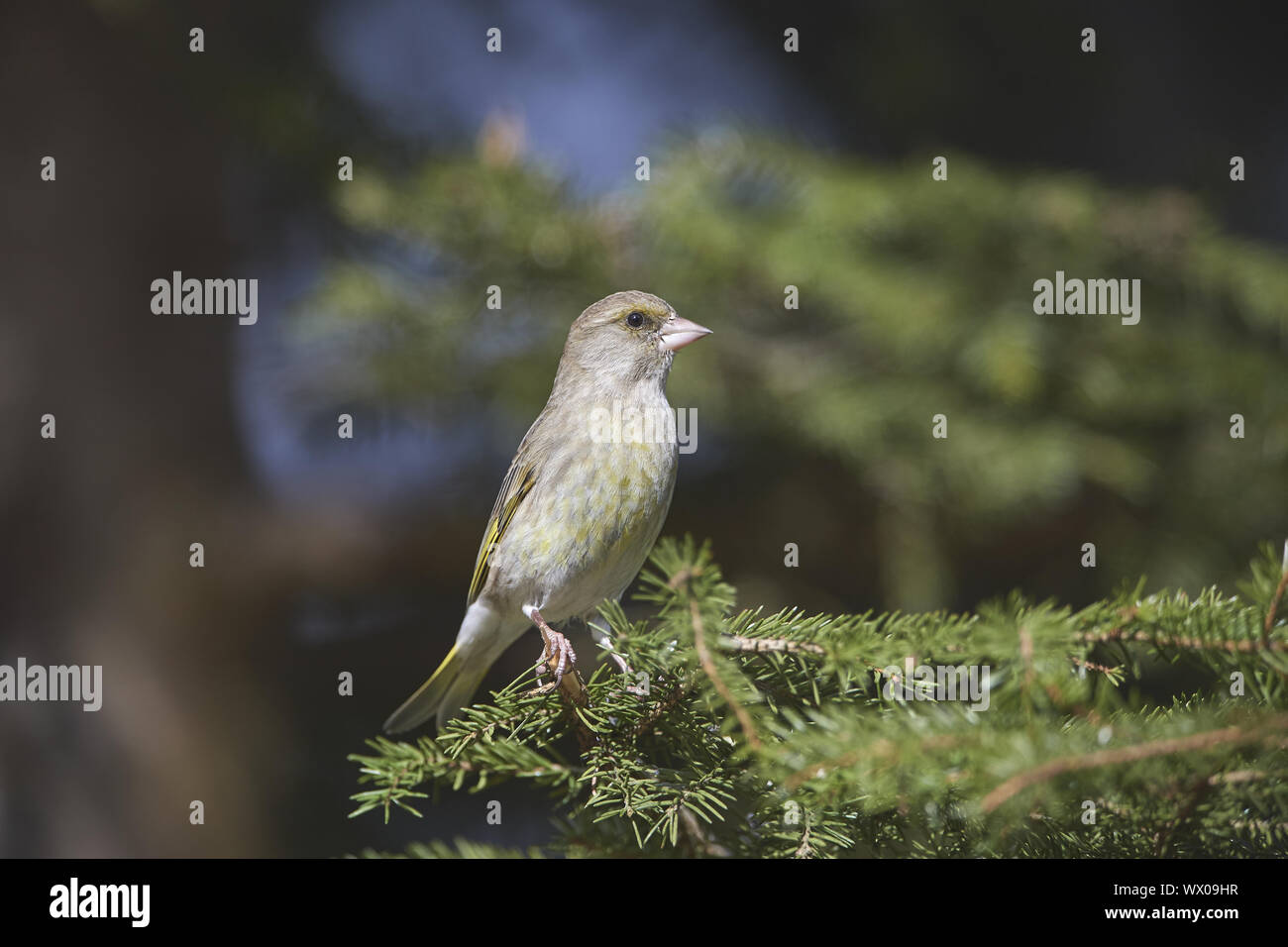 greenfinch Stock Photo