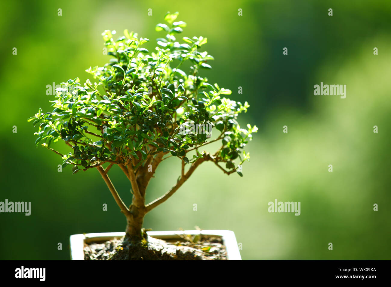 bonsai Stock Photo