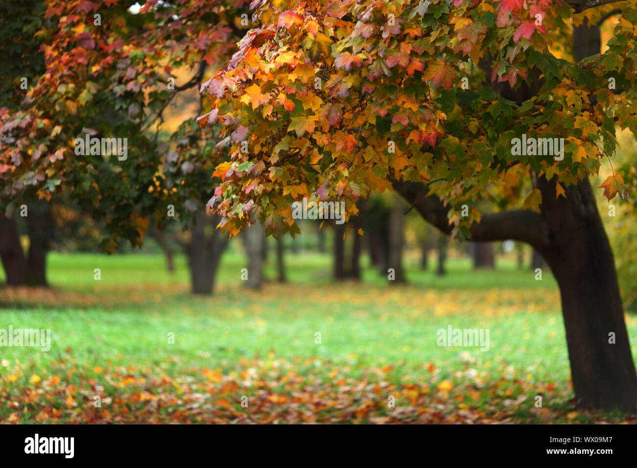 close up autumn trees in park Stock Photo - Alamy