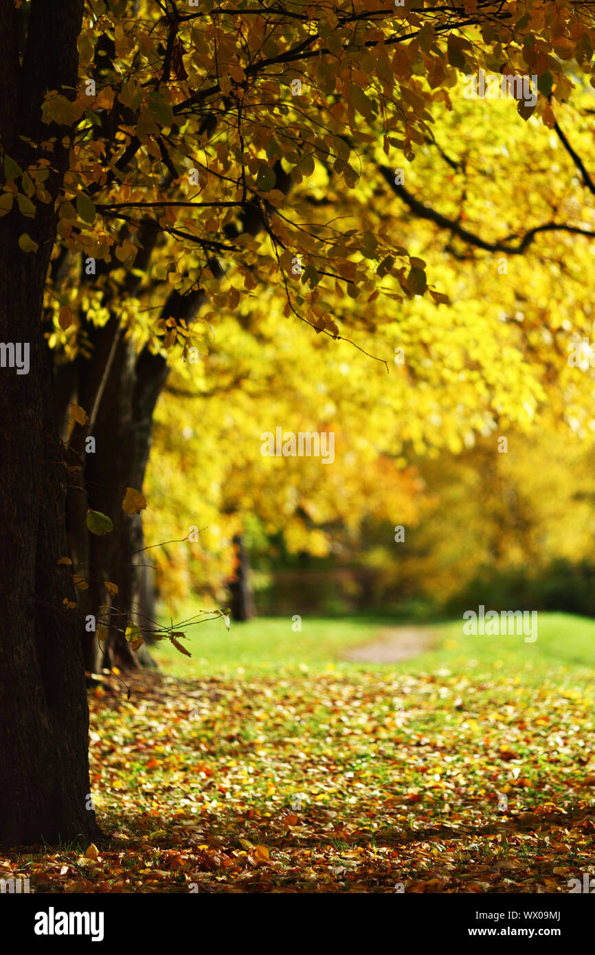 close up autumn trees in park Stock Photo - Alamy