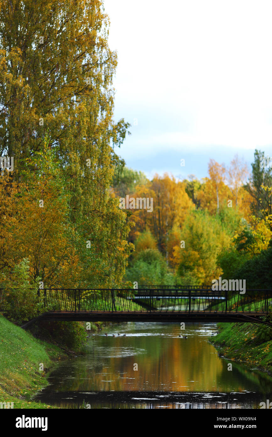 close up autumn trees in park Stock Photo - Alamy