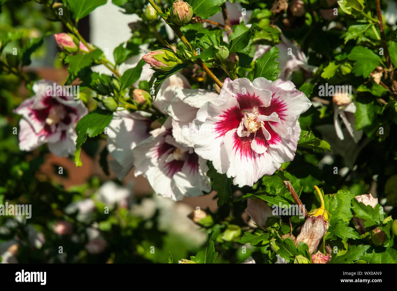 Red hardy hibiscus hi-res stock photography and images - Alamy