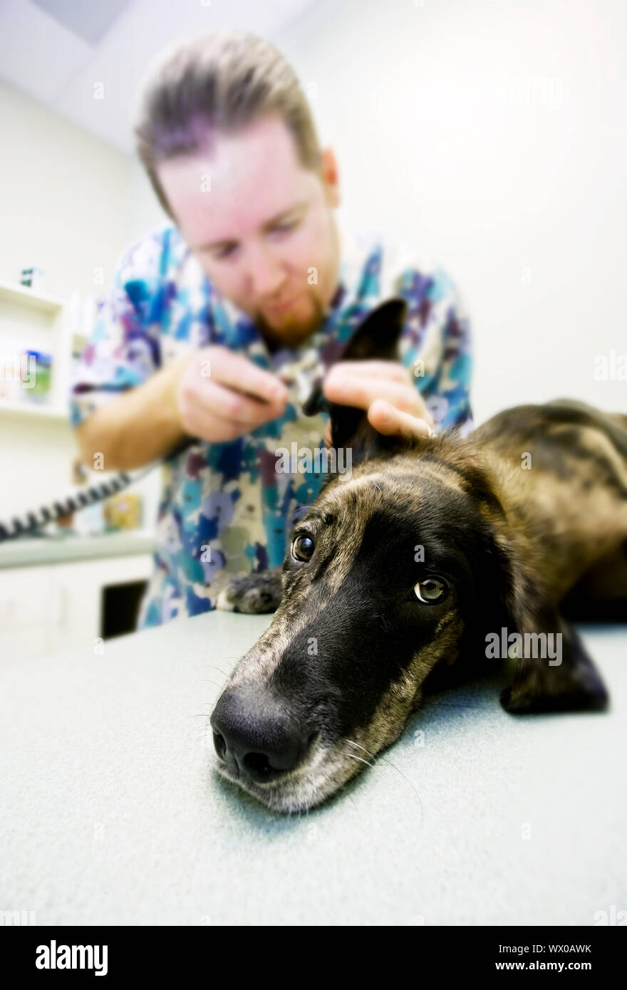 Ear scope hires stock photography and images Alamy