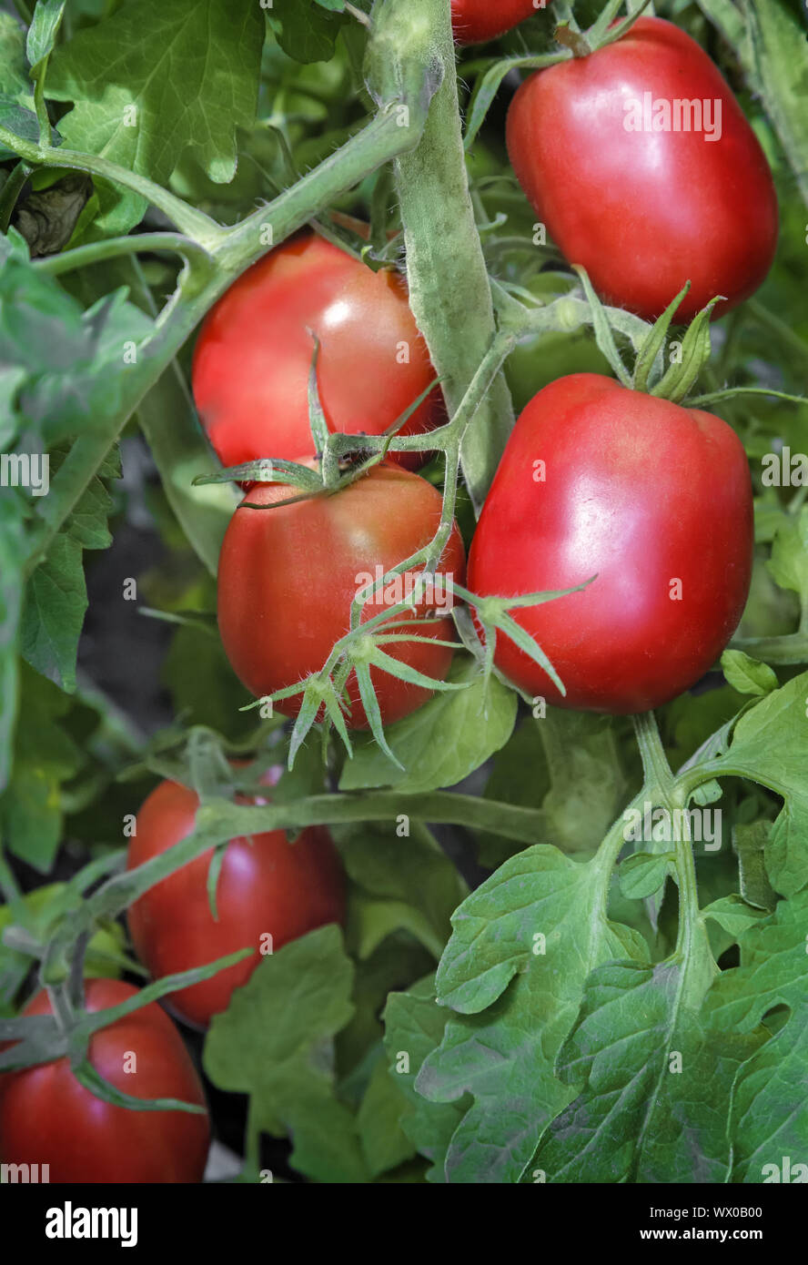 Tomatoes ripen on the branches of a Bush. Stock Photo