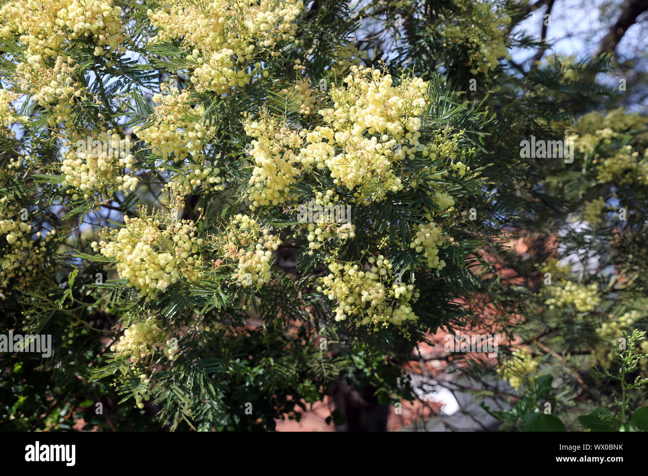 blue-leafed wattle Acacia Saligna - Trek from Las Tricias to Santo Domingo de Garafia Stock Photo