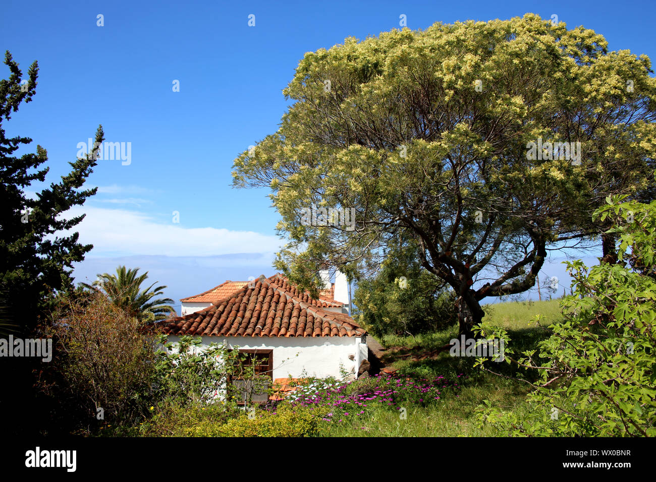 blue-leafed wattle Acacia Saligna - Trek from Las Tricias to Santo Domingo de Garafia Stock Photo