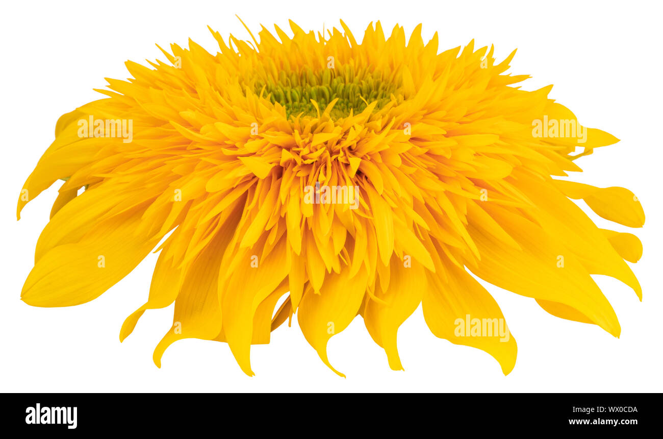 Flower of sunflower isolated on white background Stock Photo - Alamy