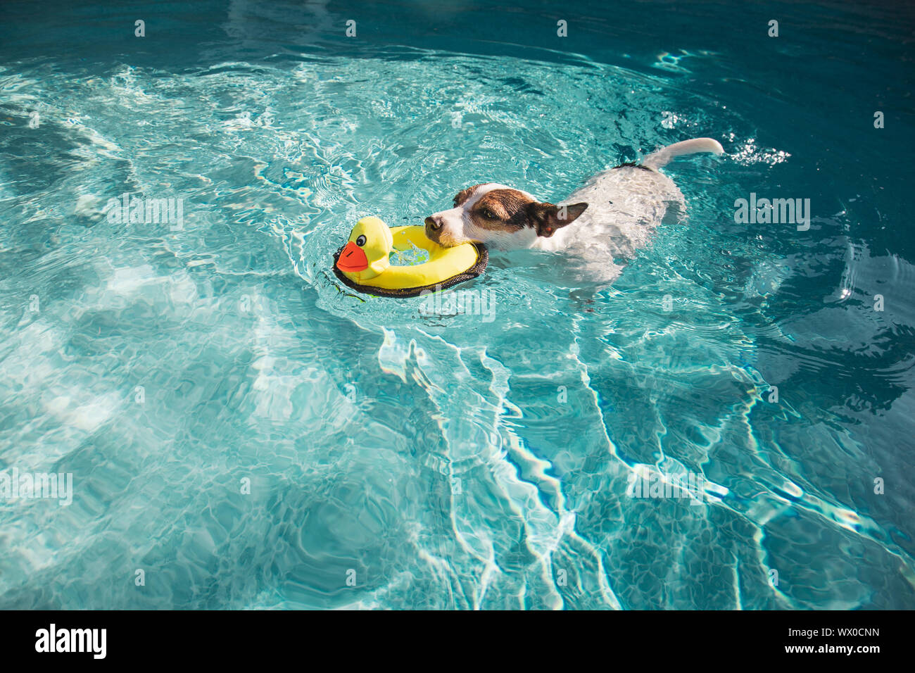 Dog swimming with toy in mouth Stock Photo