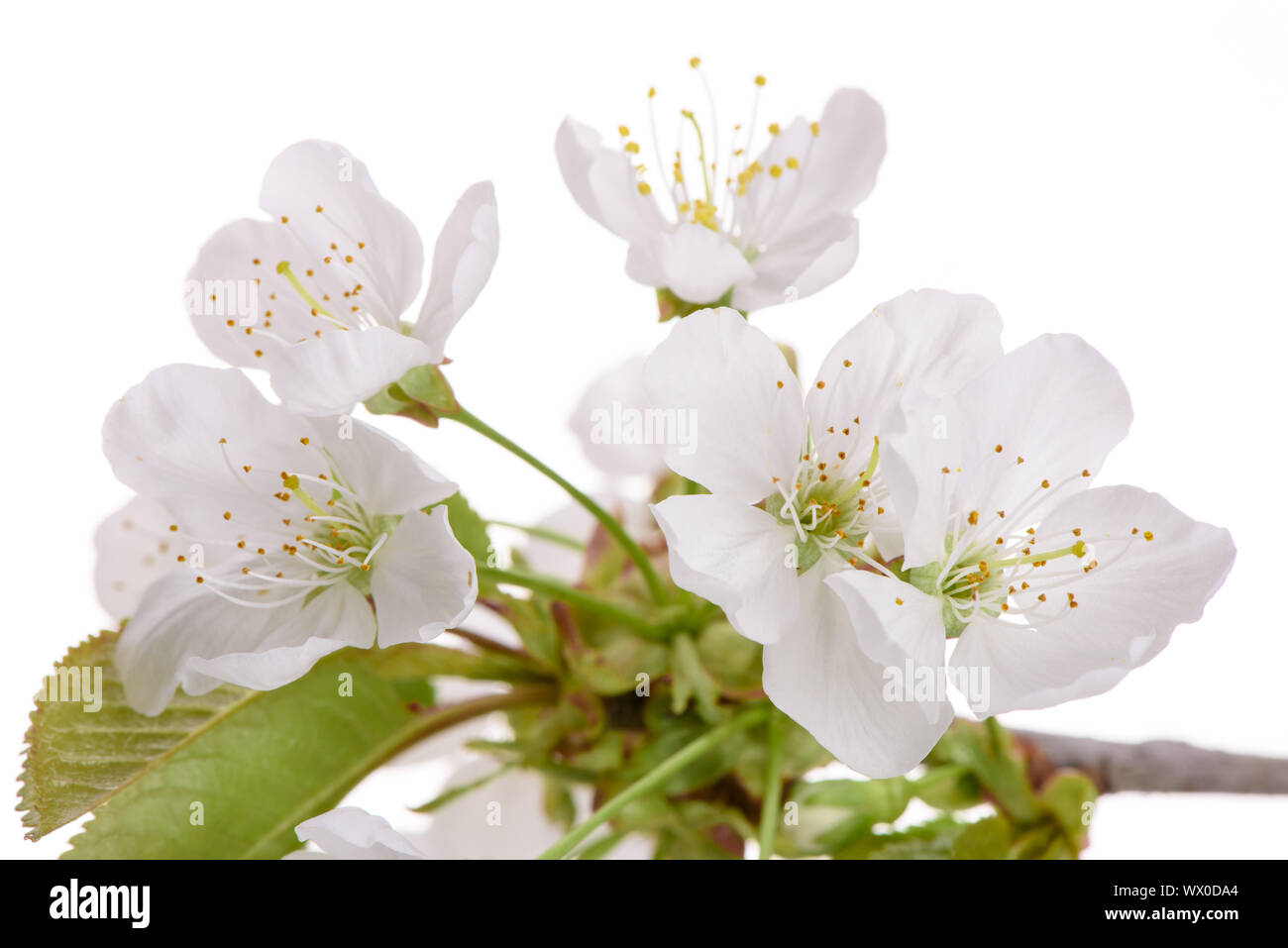 blooming blossoms of cherry tree isolated over white background Stock ...