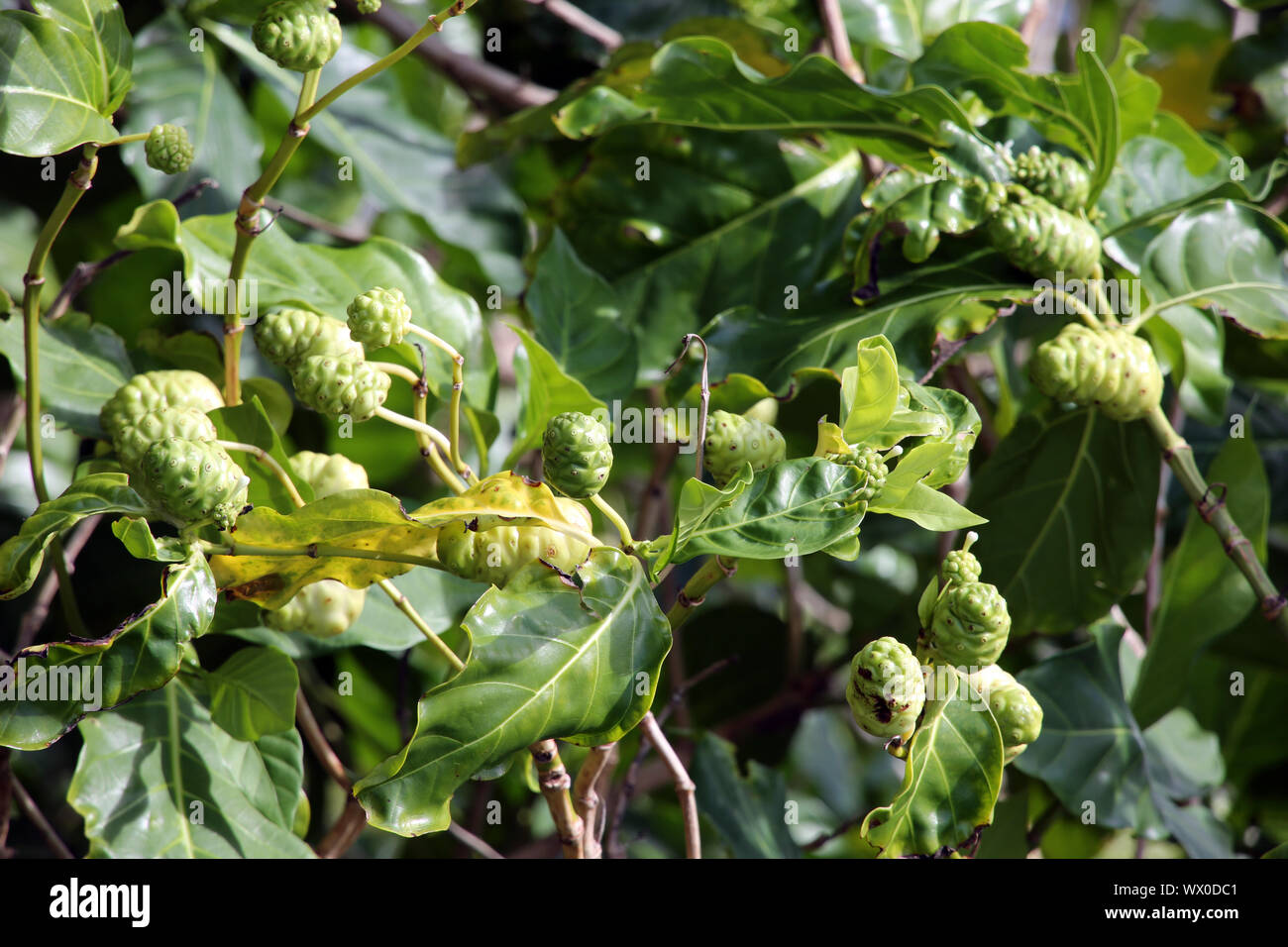 great morinda, Indian mulberry, noni, beach mulberry, and cheese fruit Stock Photo