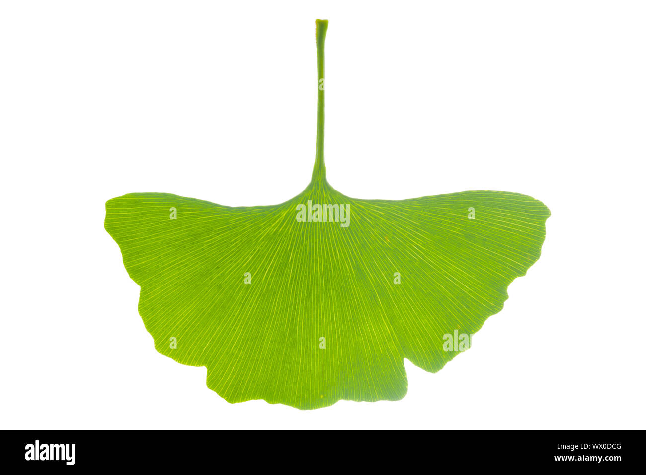 single leaf of Ginkgo tree isolated over white background Stock Photo