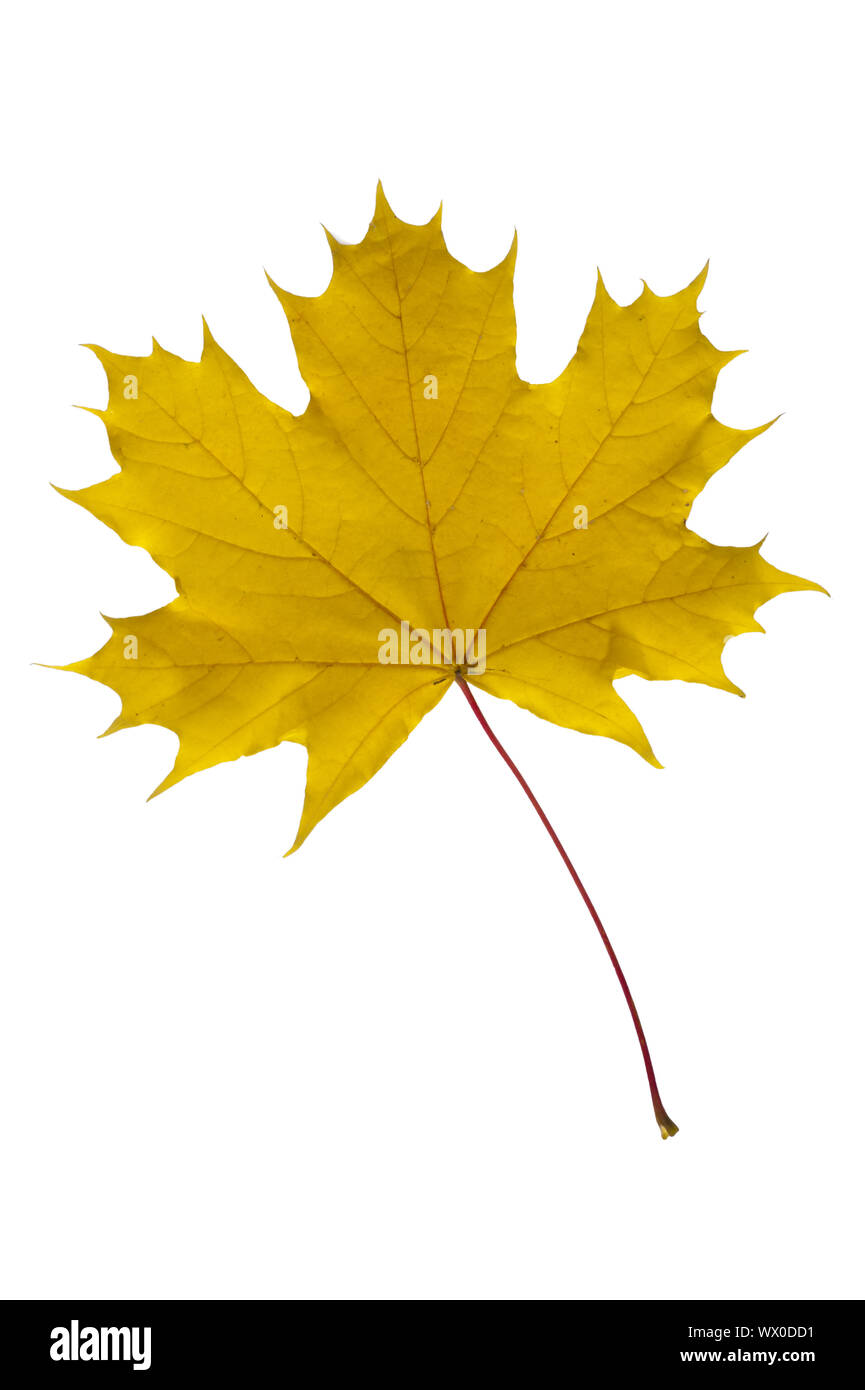 single leaf of maple tree isolated over white background Stock Photo