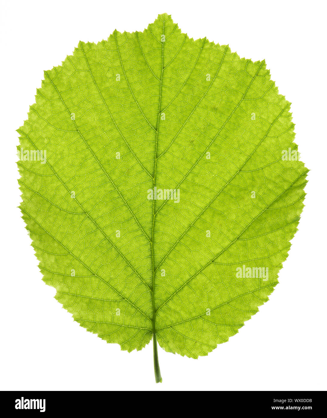 single leaf of hazelnut tree isolated over white background Stock Photo